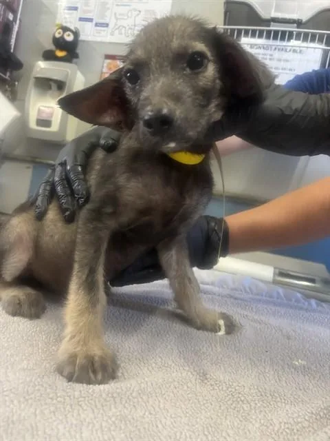 A baby small-sized male Cairn Terrier dog named A for adoption in Camarillo, CA