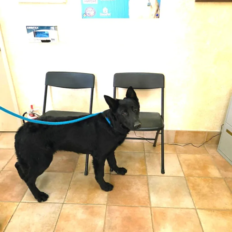 A young medium-sized female Shepherd dog named Hana for adoption in California City, CA