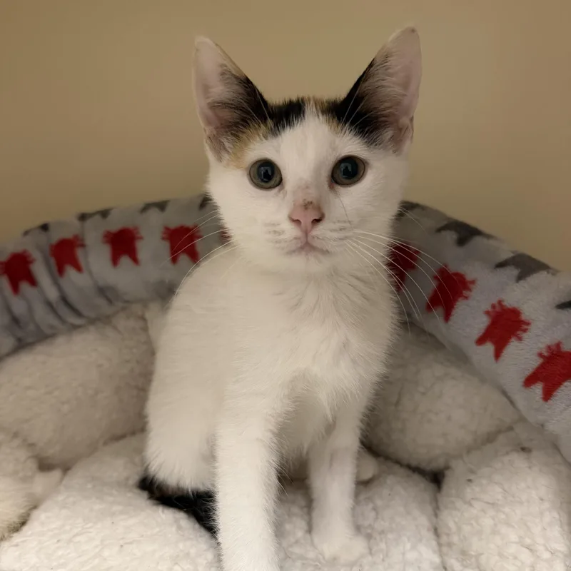 A baby medium-sized female Calico Domestic Short Hair cat named Paisley for adoption in Cooperstown, NY