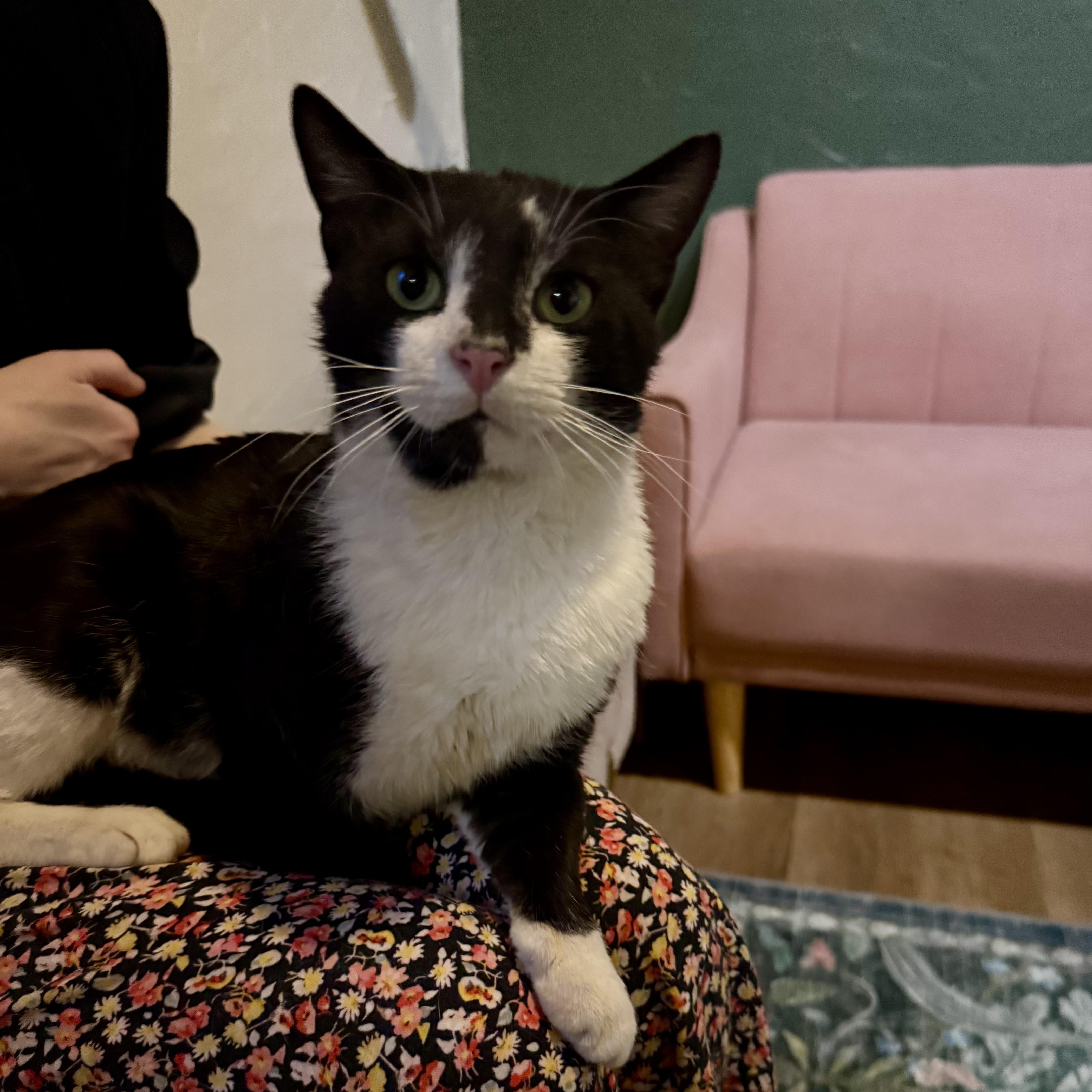 A young medium-sized male Black & White / Tuxedo Domestic Short Hair cat named Harris for adoption in Richmond, VA
