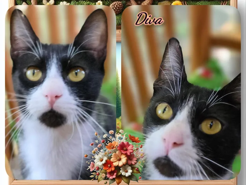 An adult medium-sized female Black & White / Tuxedo Domestic Short Hair cat named Diva for adoption in Corinth, NY