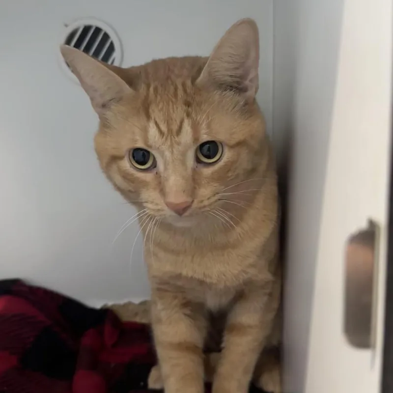 A senior medium-sized male Orange / Red Domestic Short Hair cat named Jack O' for adoption in Matteson, IL