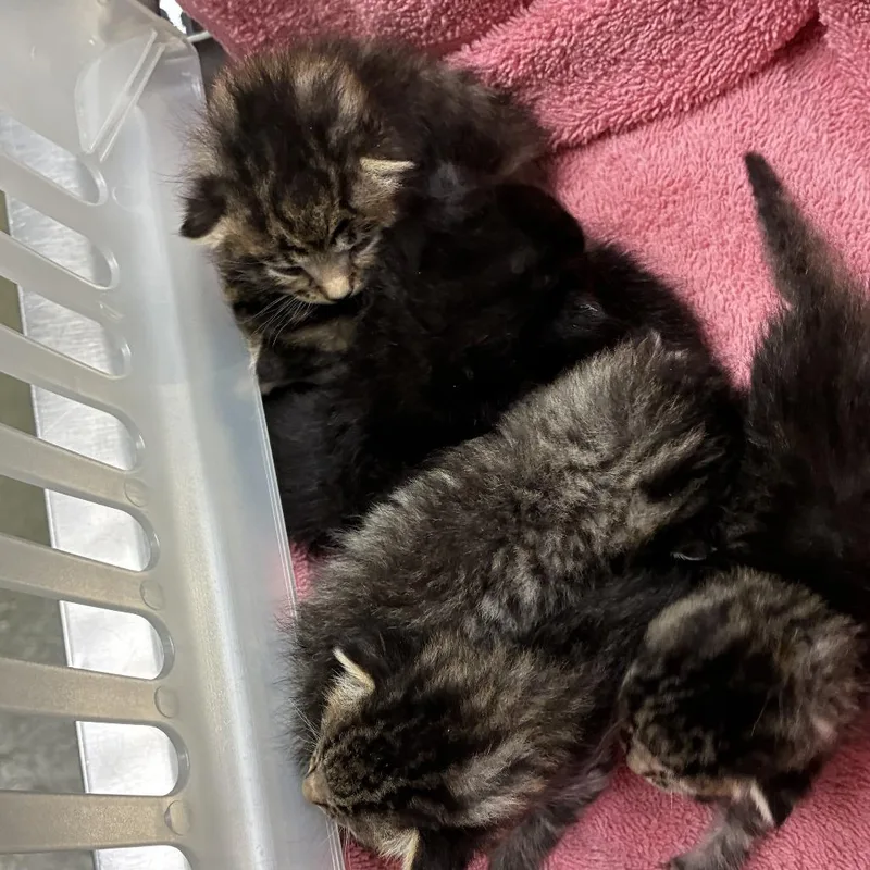 A baby small-sized male Brown / Chocolate Domestic Short Hair cat named 71834 for adoption in Harrisonburg, VA