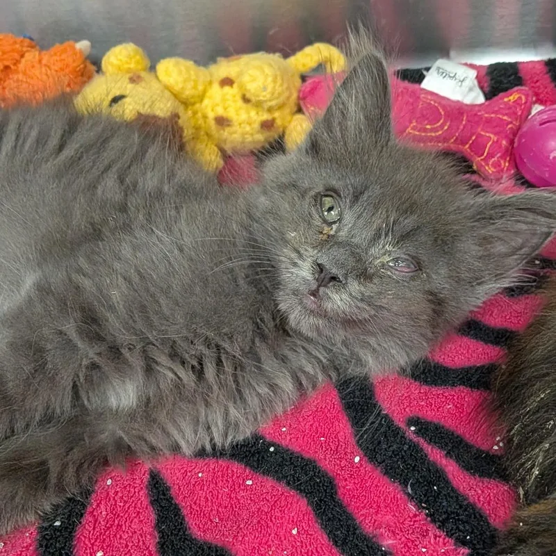 A baby small-sized male Gray / Blue / Silver Domestic Long Hair cat named Spanky for adoption in Hannibal, MO