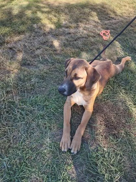 A young medium-sized male Hound dog named Brownie for adoption in Cleveland, TN