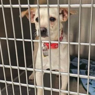 An adult small-sized male White / Cream Chihuahua dog named Wonky for adoption in Farmersville, OH