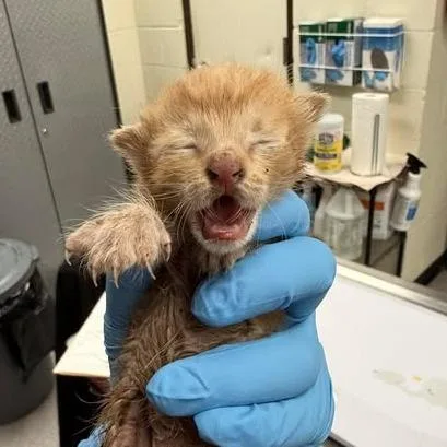 A baby small-sized male Orange / Red Domestic Short Hair cat named Slider for adoption in Bastrop, TX