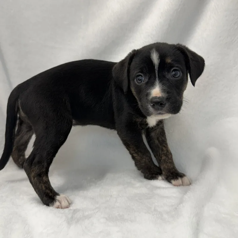 A baby medium-sized female Black Plott Hound dog named Peaches for adoption in Greensboro, NC