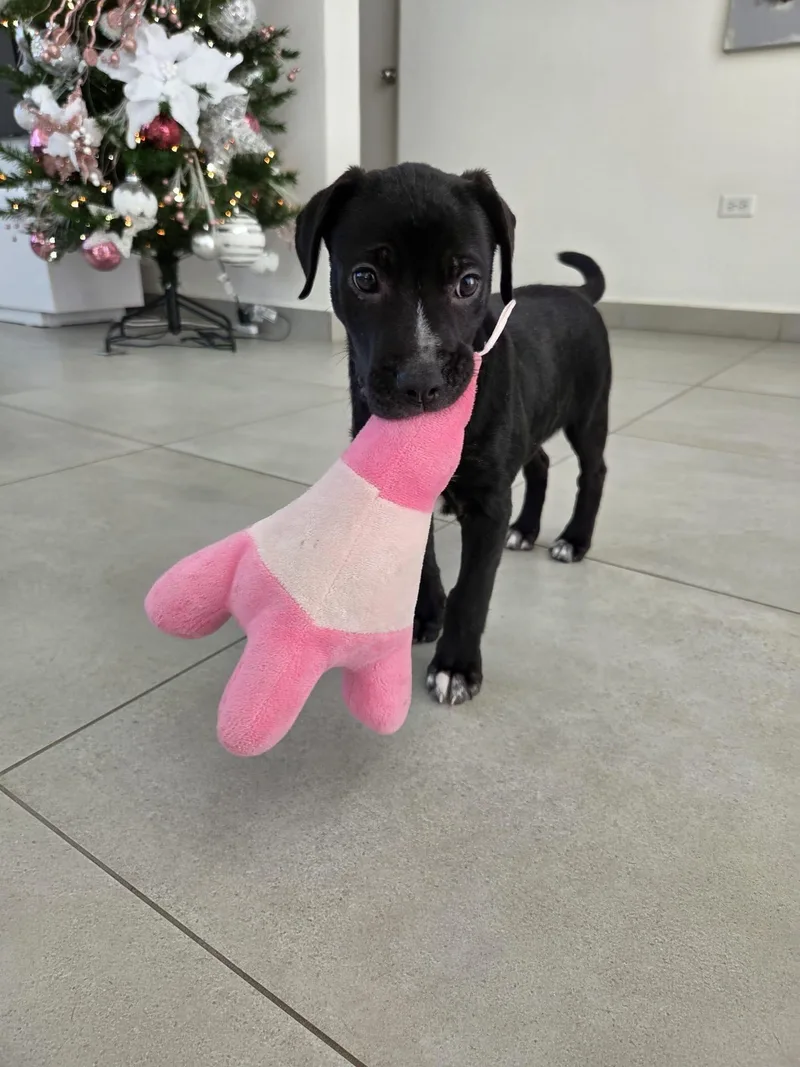 Angelina thumbnail 4