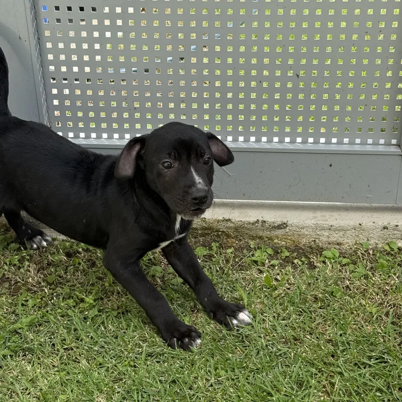 Angelina thumbnail 5