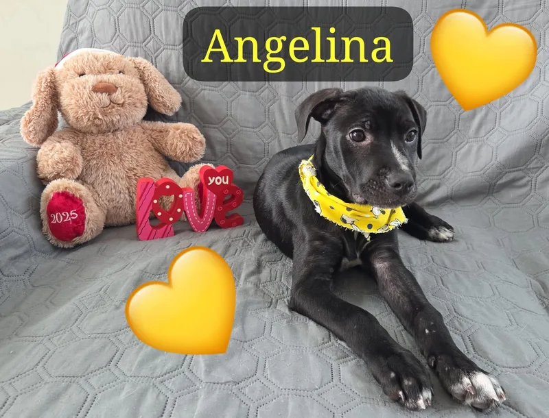 Angelina thumbnail 6