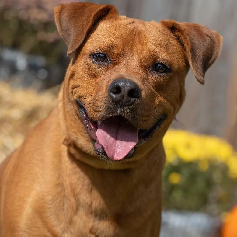 An adult large-sized male Red / Chestnut / Orange Mixed Breed dog named Clifford for adoption in Henderson, KY
