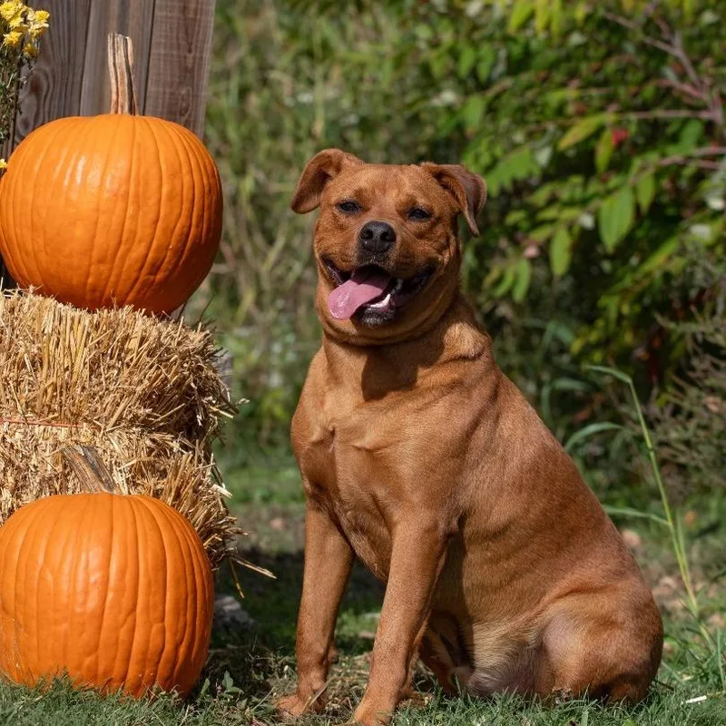 Clifford thumbnail 2