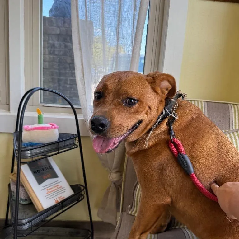 Clifford thumbnail 3