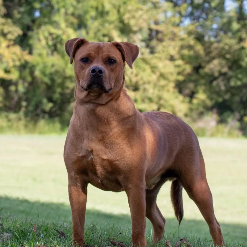 Clifford thumbnail 4