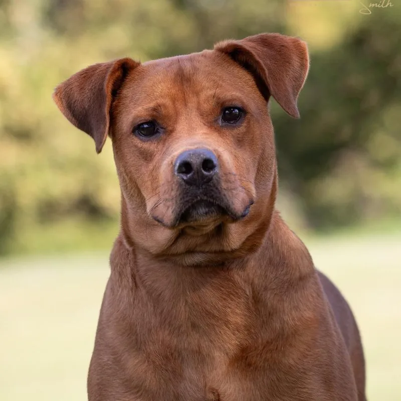 Clifford thumbnail 5