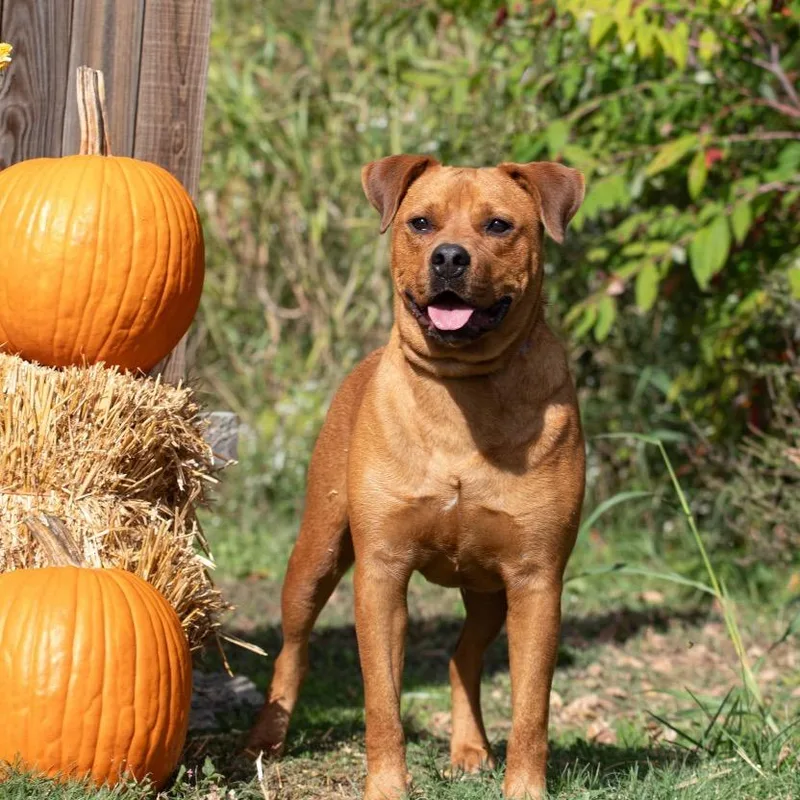 Clifford thumbnail 6