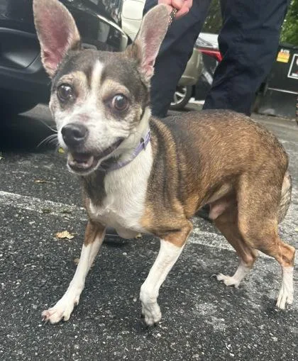 An adult small-sized male Mixed Breed dog named Shorty for adoption in West Chester, PA