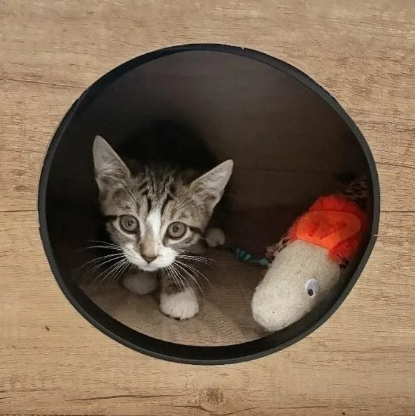 A baby small-sized female Tabby (Buff / Tan / Fawn) American Shorthair cat named Tipsy for adoption in Staten Island, NY