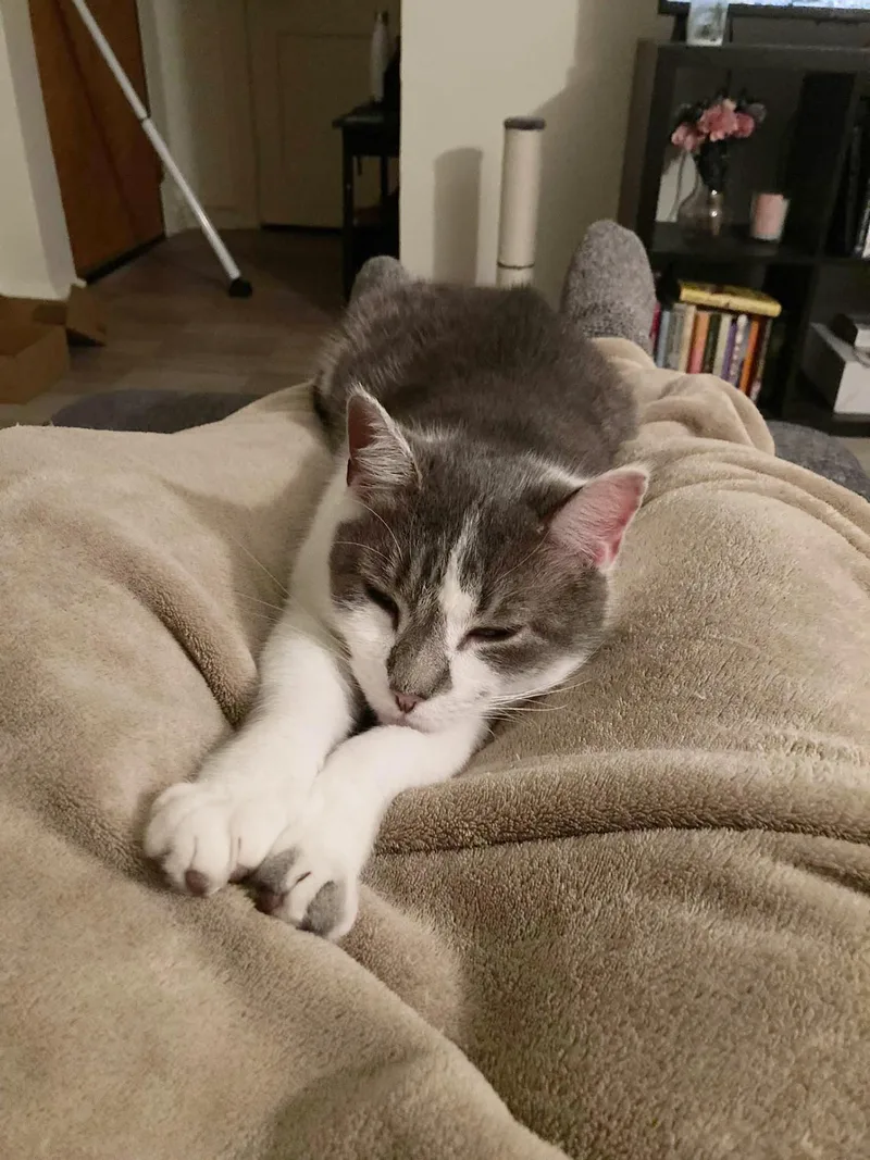 Vivian Viola thumbnail 3