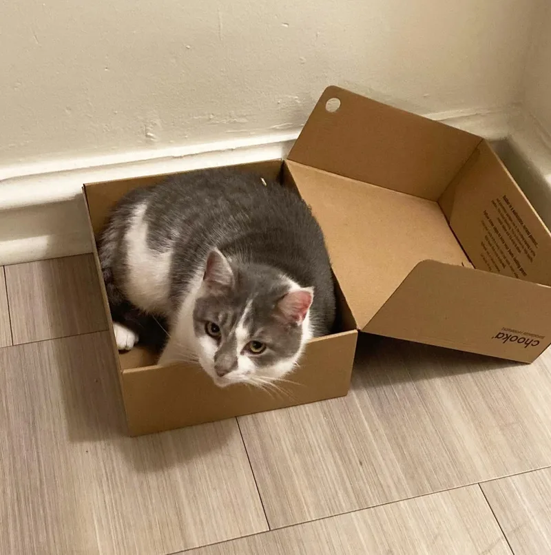 Vivian Viola thumbnail 4