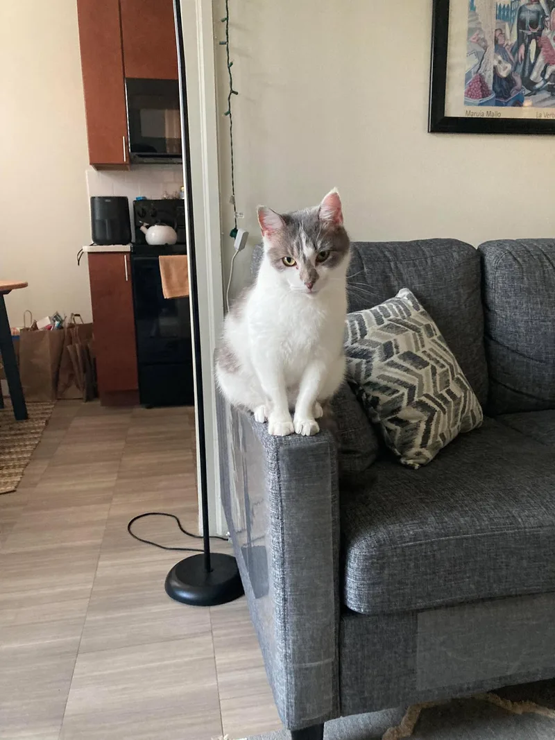 Vivian Viola thumbnail 5