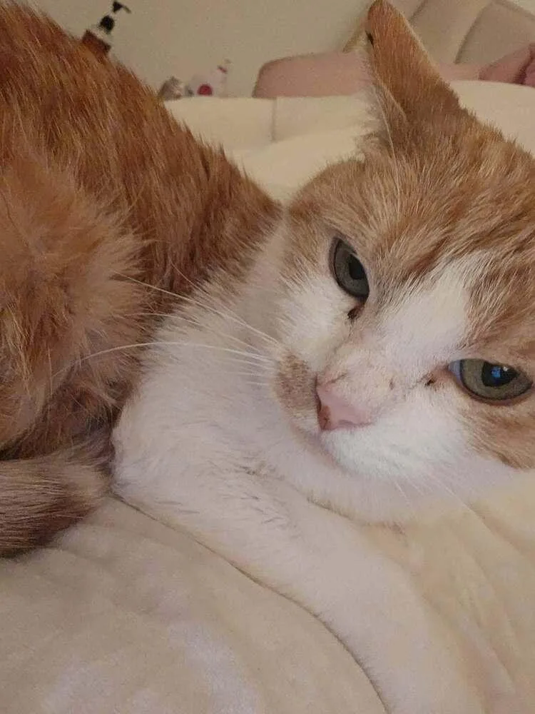 An adult medium-sized female Domestic Short Hair cat named Chleo Dt for adoption in Greenville, SC