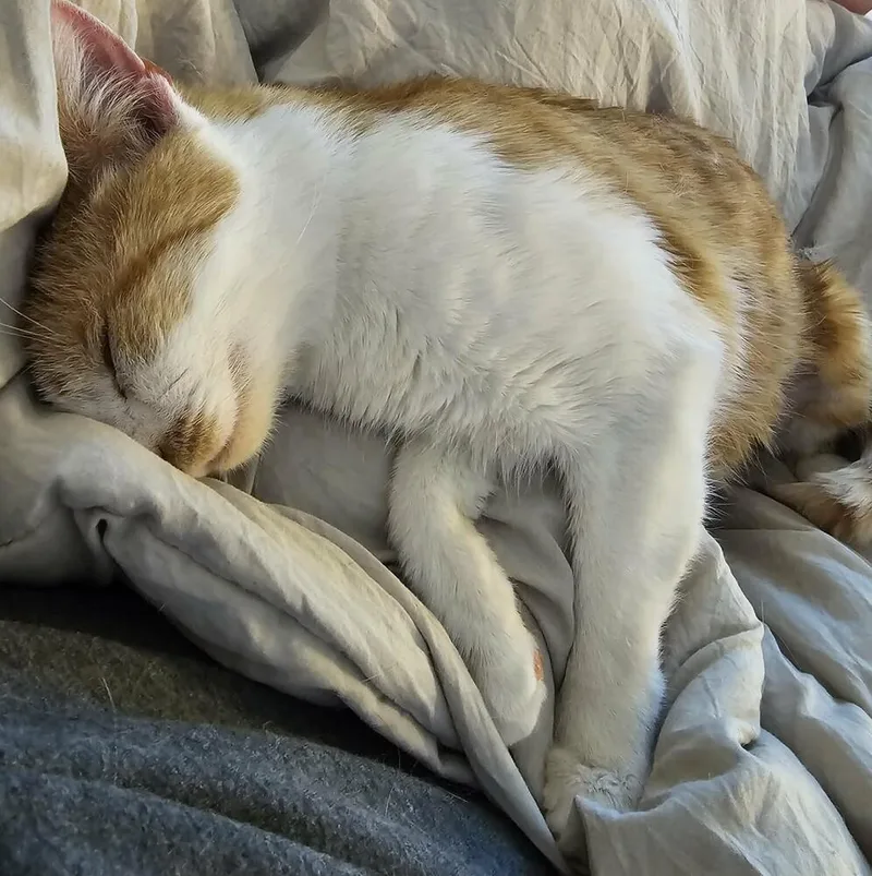 Chleo Dt thumbnail 2