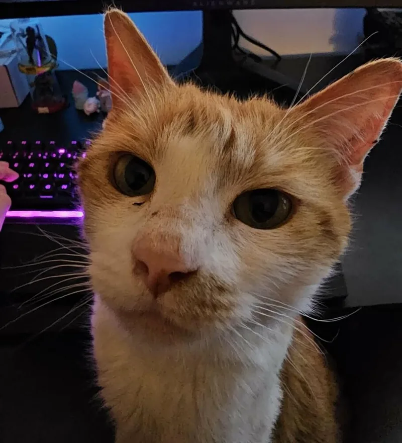 Chleo Dt thumbnail 3