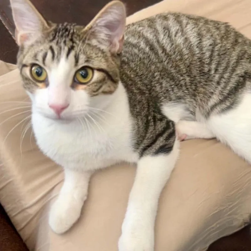 A young small-sized male Brown / Chocolate Domestic Medium Hair cat named Sprite LaGiglia for adoption in Eagle Mountain, UT