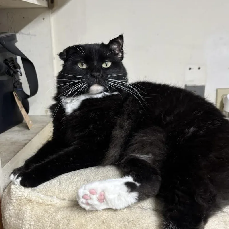 Rose Bud thumbnail 2