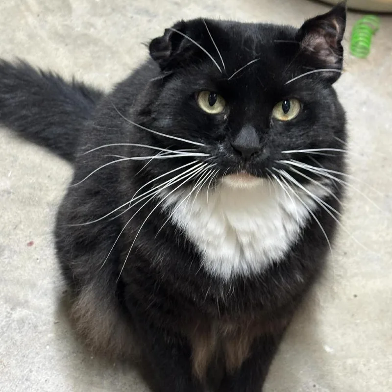 Rose Bud thumbnail 3