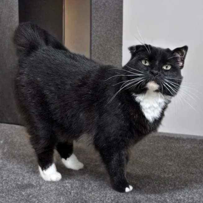 Rose Bud thumbnail 4