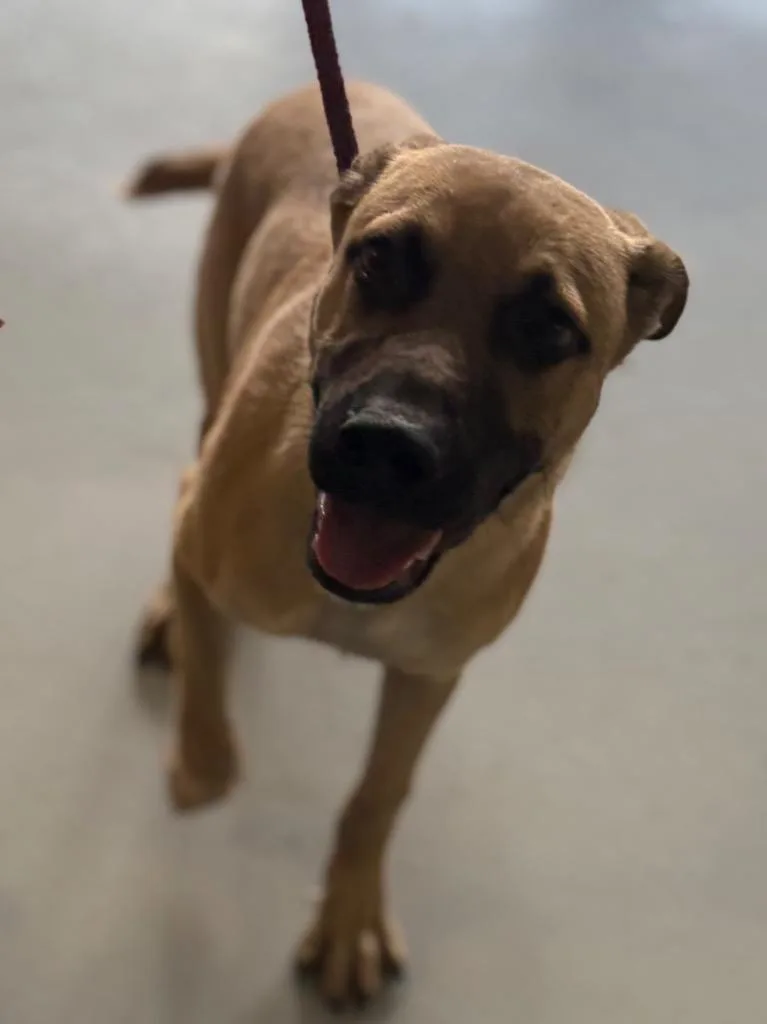 Flounder thumbnail 2