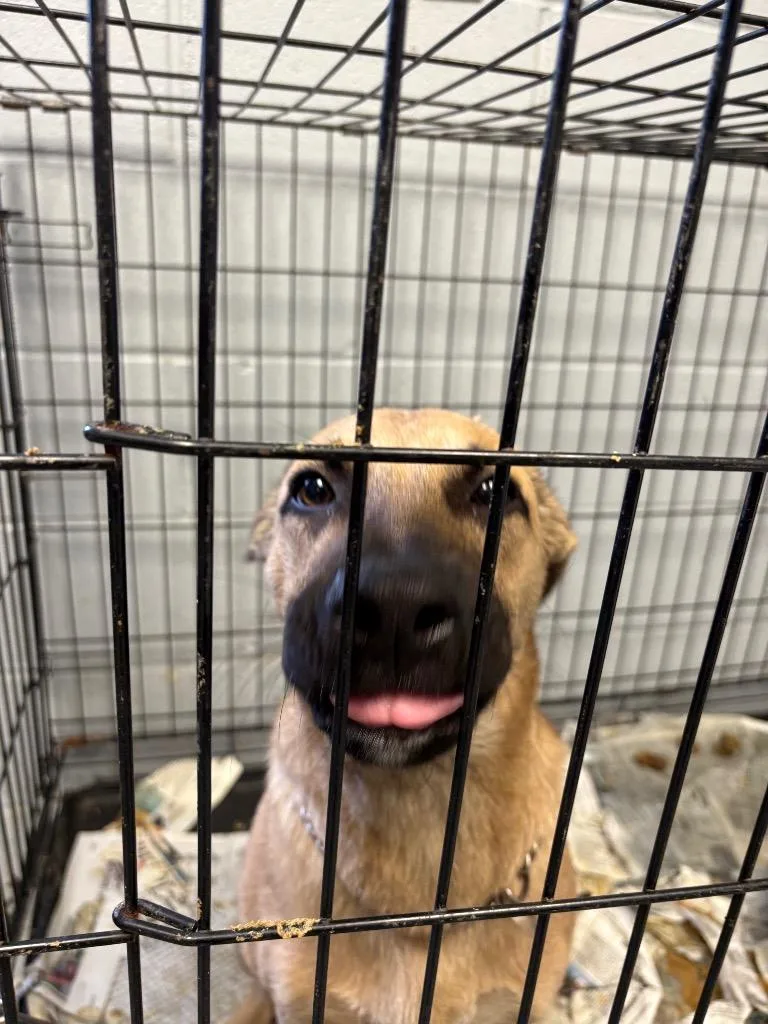 Flounder thumbnail 3