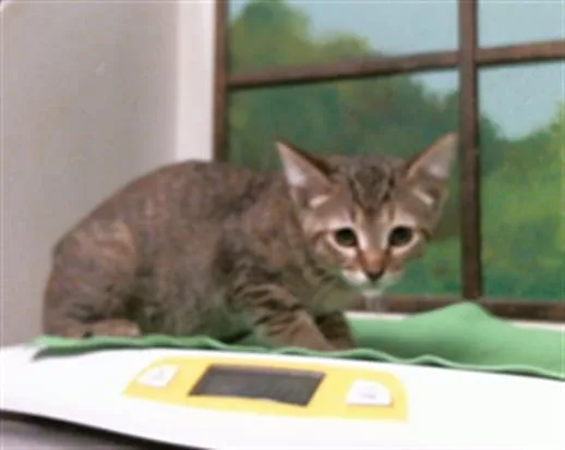 A baby small-sized female Domestic Short Hair cat named Ruby for adoption in Houston, TX