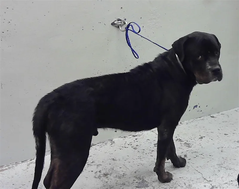 An adult large-sized male Rottweiler dog named Hunter for adoption in Houston, TX