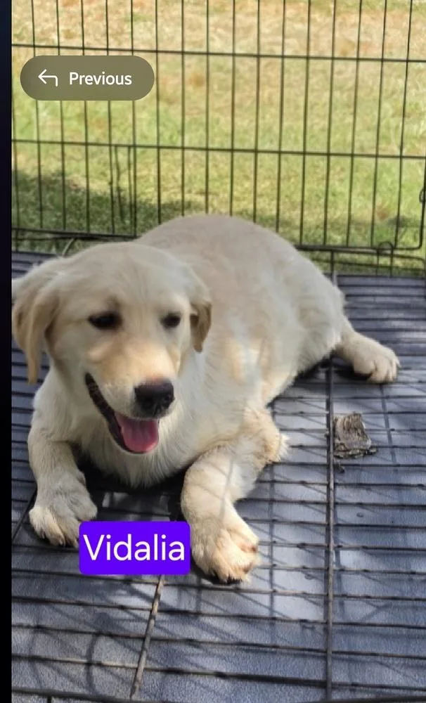 A baby small-sized female White / Cream Labrador Retriever dog named Vidalia for adoption in Ladson, SC