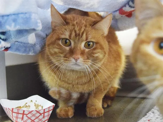 An adult medium-sized female Domestic Short Hair cat named Skittles for adoption in Sacramento, CA