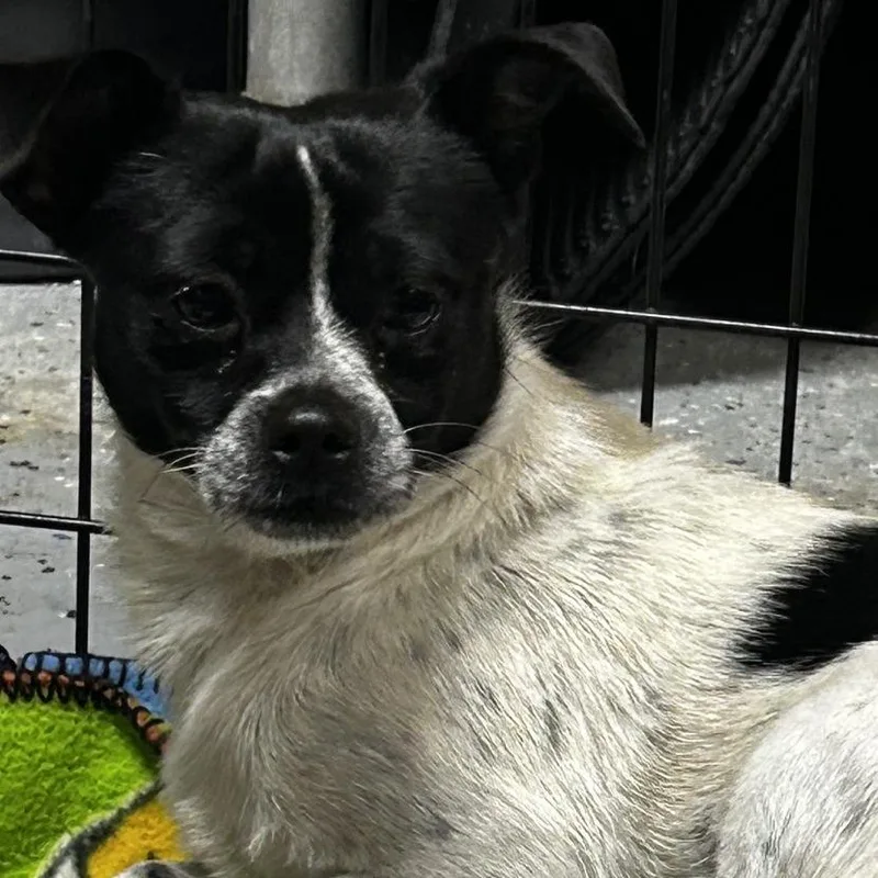 A young small-sized female Black Mixed Breed dog named D Dory for adoption in Franklin, PA