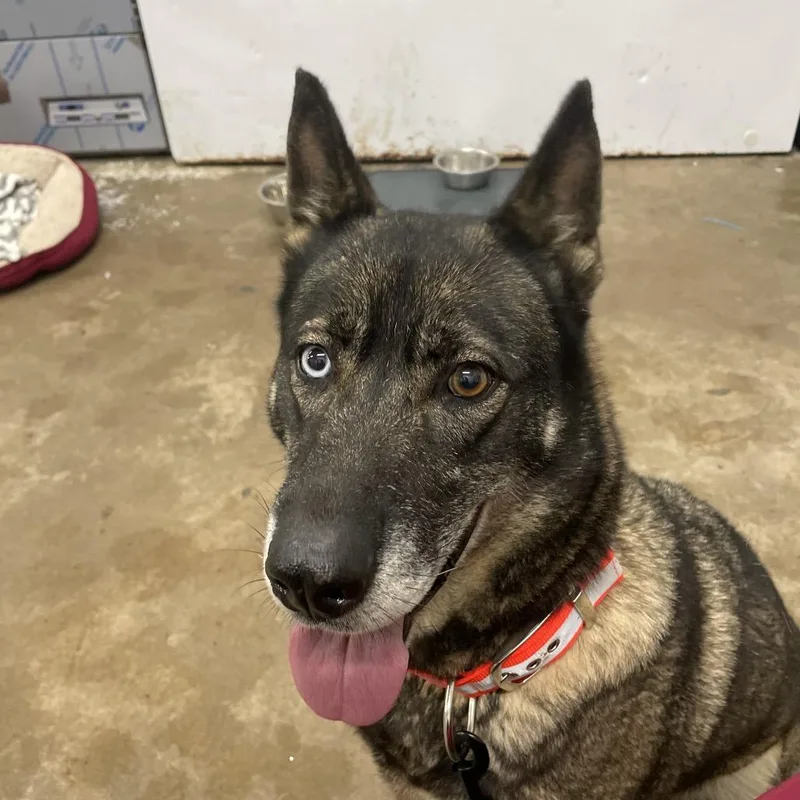An adult large-sized female Siberian Husky dog named Bonita for adoption in Corbin, KY