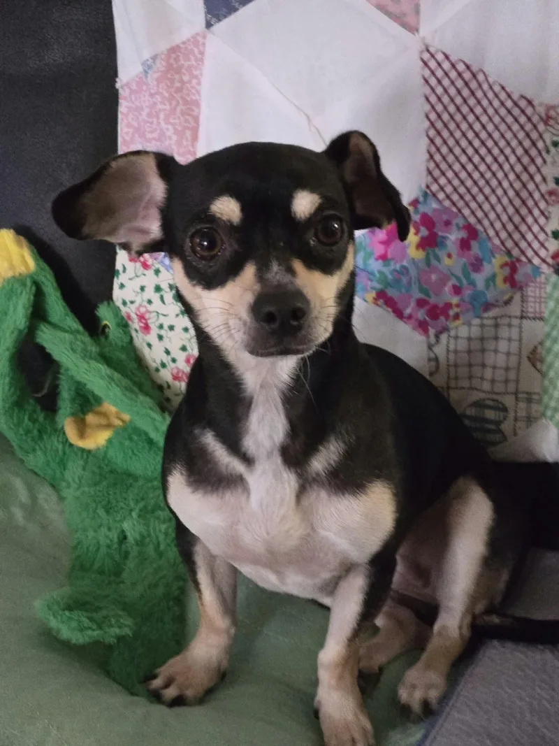 A young small-sized female Chihuahua dog named Gabby for adoption in Lakemont, GA