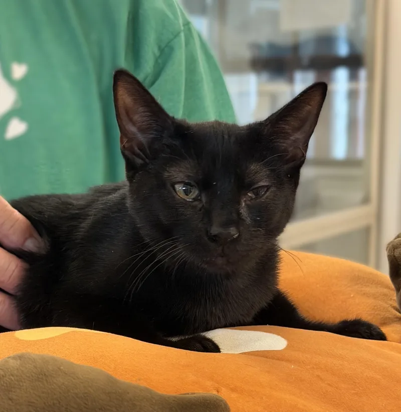 A baby medium-sized female Black Domestic Short Hair cat named Valerie for adoption in Slidell, LA