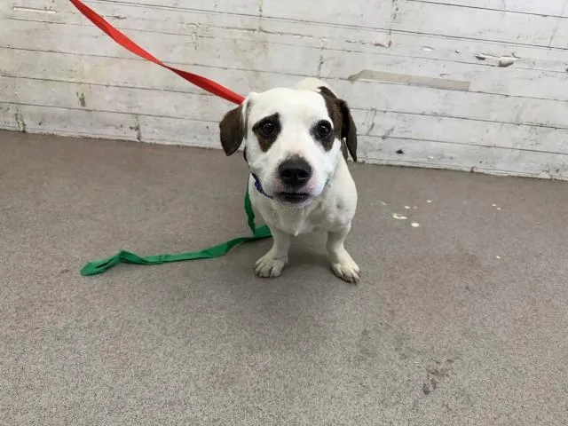 An adult small-sized male Beagle dog named Hank for adoption in San Bernardino, CA