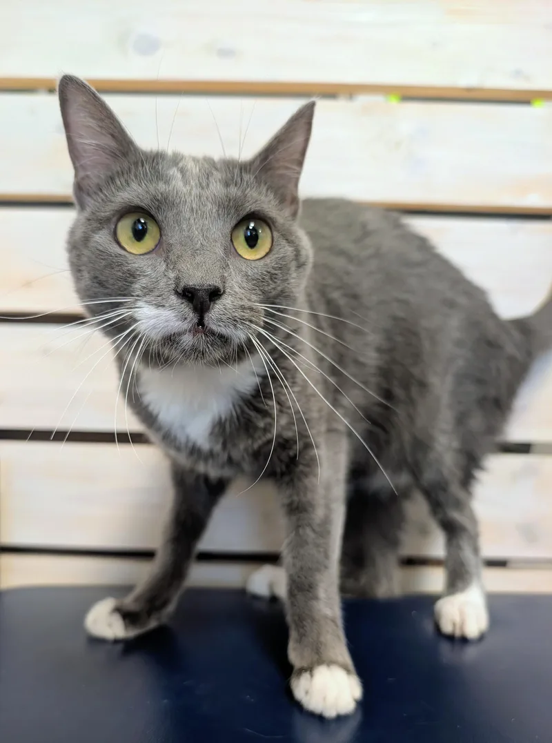 An adult medium-sized female Gray & White Domestic Short Hair cat named Electra for adoption in Palm Harbor, FL
