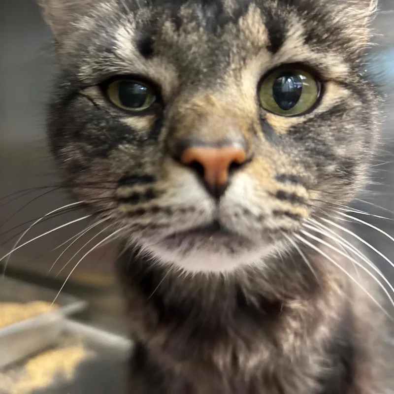 An adult medium-sized female Brown / Chocolate Domestic Short Hair cat named Diamond for adoption in Davenport, IA