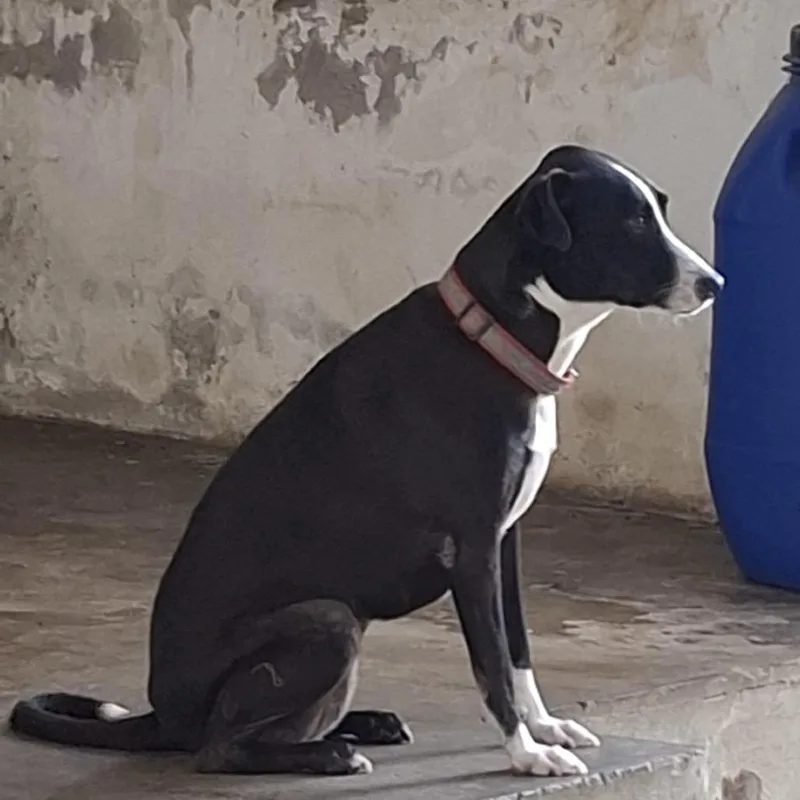An adult medium-sized female Black Mixed Breed dog named Shakira for adoption in Englewood, FL