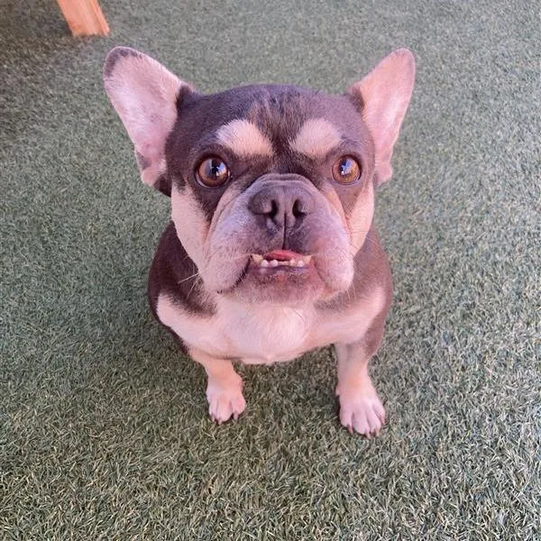 An adult small-sized female Black French Bulldog dog named Midnight for adoption in Hawthorne, CA