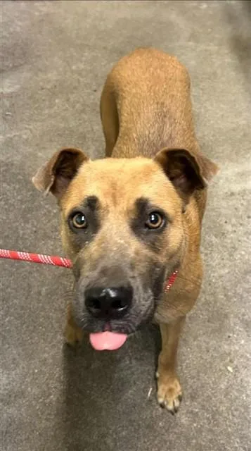 A young small-sized female Pit Bull Terrier dog named Lillith for adoption in Sacramento, CA