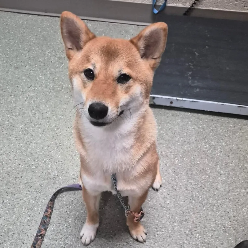 An adult medium-sized female Yellow / Tan / Blond / Fawn Shiba Inu dog named Suki for adoption in Wilmington, DE
